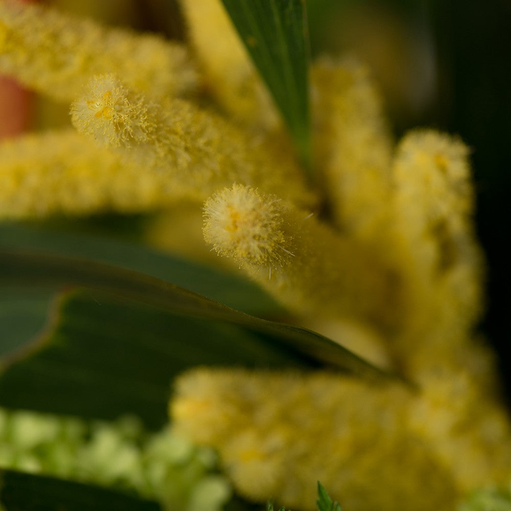 The Professional Floristry Course