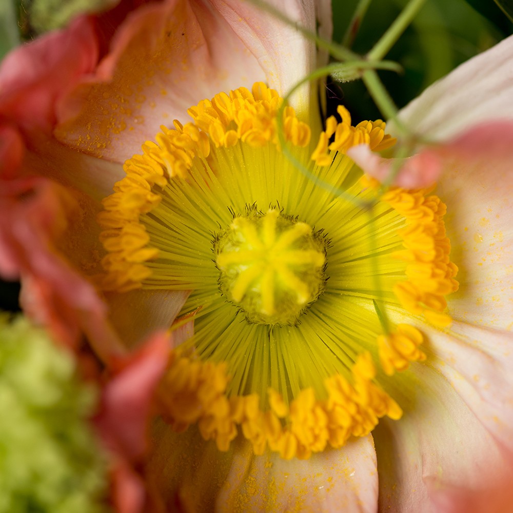 Two Hour Introduction Floristry at Burgh House